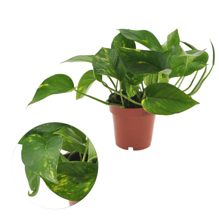 Epipremnum Aureum - Efeutute Topf Ø 8,5 / Höhe ca. 10 cm Rankpflanze Pflegeleicht Hängepflanze  Zimmerpflanze
