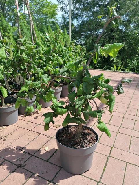 Vývrtka lískový ořech 'Contorta' - Corylus avellana Contorta