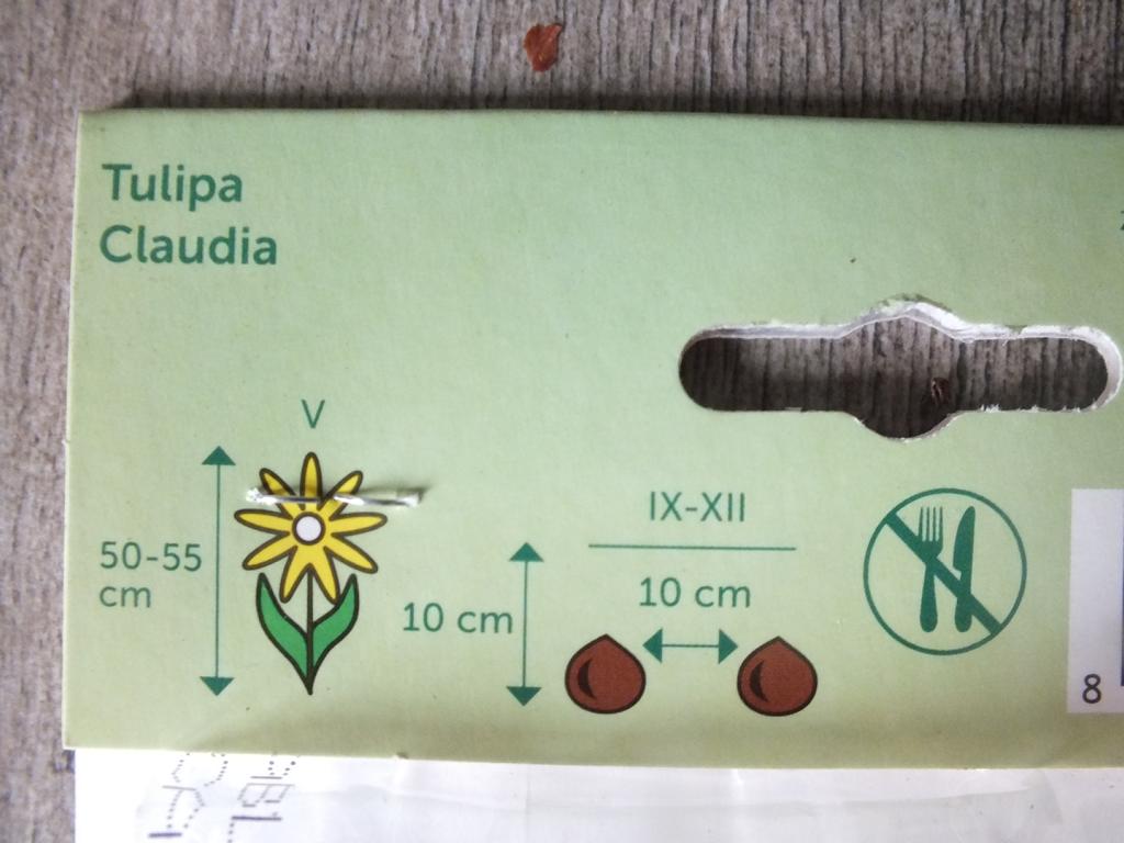 7 x Claudia Tulpenzwiebeln - winterharter Pflanzen für Garten und Balkon -mehrjährig - für Topf und Beet