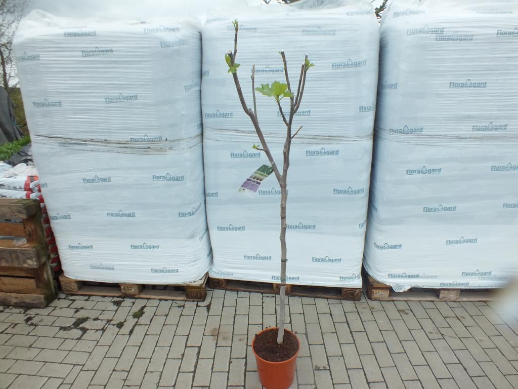 Fíkovník Panache 180-200 cm - Ficus carica - Světlý fíkovník - silný kmen - fíkovník
