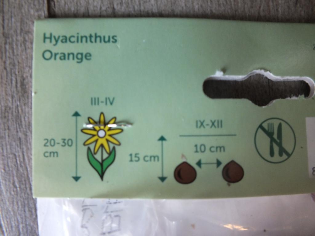 3 hyacinty - oranžové cibule hyacintu - mrazuvzdorné rostliny do zahrady a na balkon - trvalky - do květináčů a záhonů