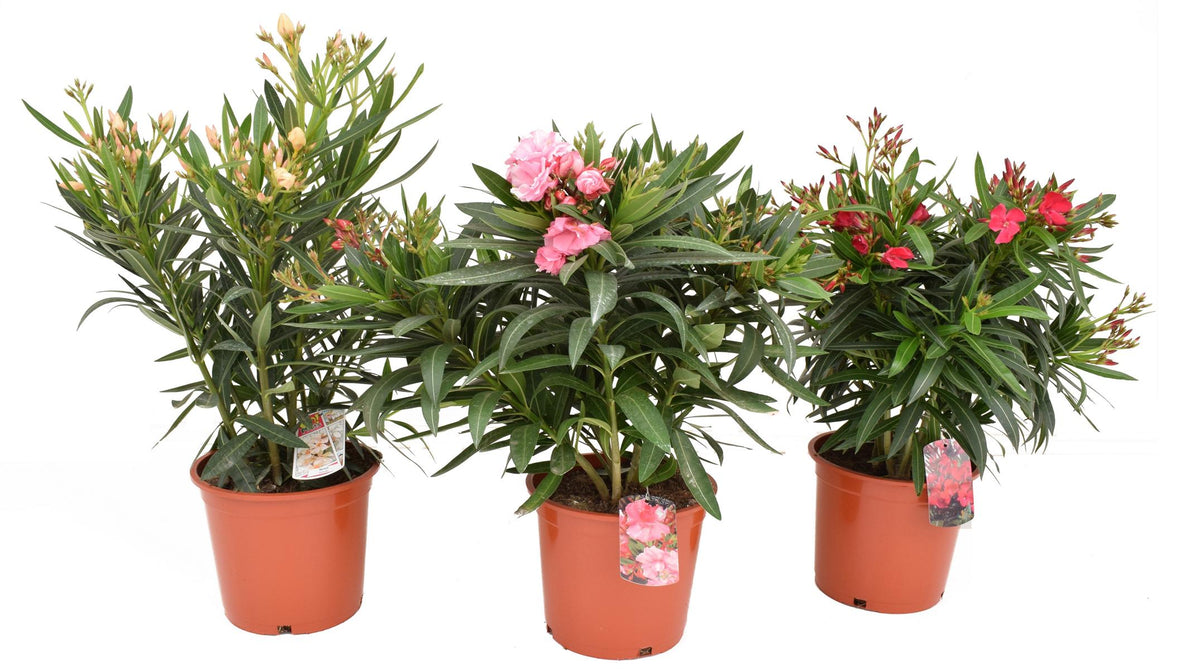 Oleander- Nerium oleander - pflegeleichter Kübelstar vom Mittelmeer