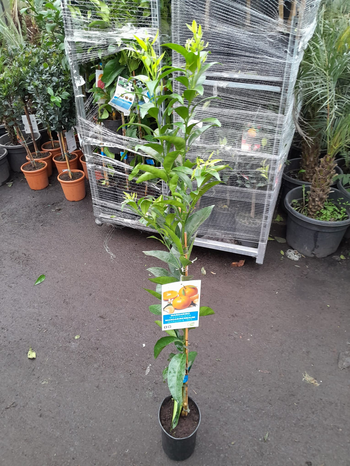Mandarinovník 100-140 cm C/17 - Citrus reticulata - Rostlina mandarinky