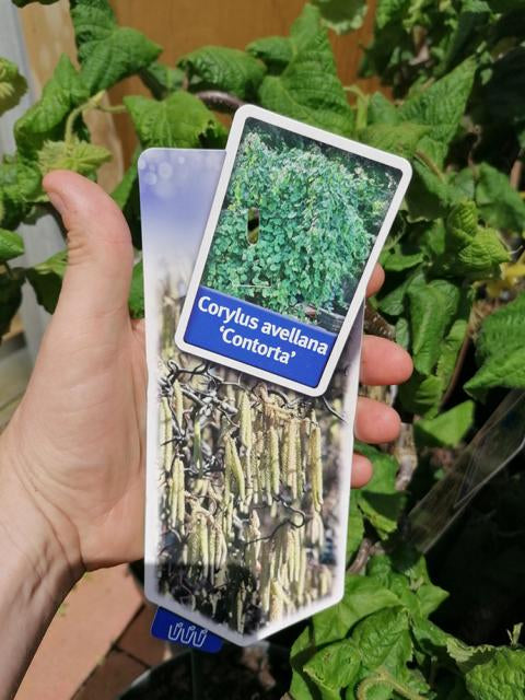 Vývrtka lískový ořech 'Contorta' - Corylus avellana Contorta