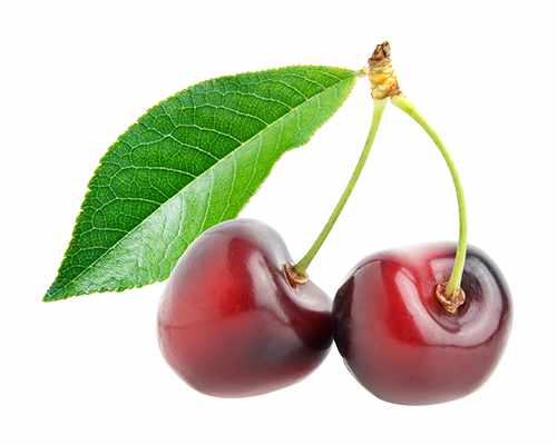 Süßkirsche 'Van'  selbstbestäubend Prunus avium Van