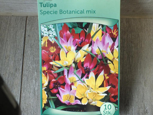 10 x Botanisch Mischung Tulpenzwiebeln - winterharter Pflanzen für Garten und Balkon -mehrjährig - für Topf und Beet