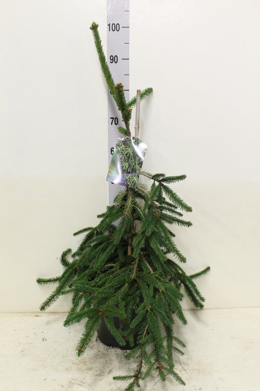 Smrk plakající cca. 100 cm - Picea abies 'Inversa' - sloupovitý růst - pomalu rostoucí malý strom