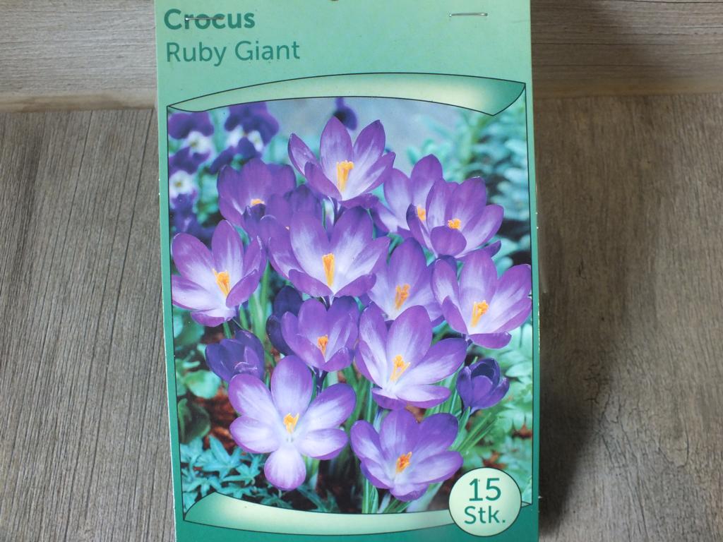 15 Stück XXL Krokusse Ruby Giant Blumenzwiebeln - winterharter Pflanzen für Garten und Balkon -mehrjährig - für Topf und Beet