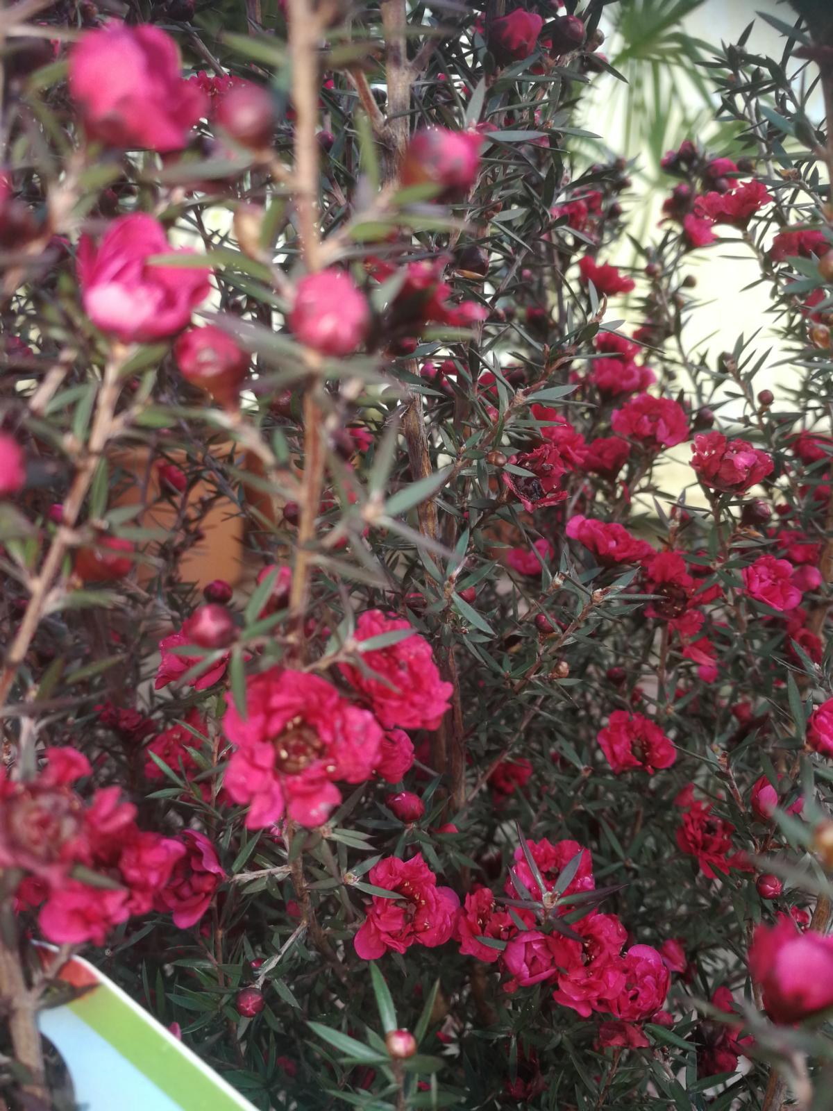Südseemyrte 60-70 cm rot Stämmchen Leptospermum scoparium - Manuka