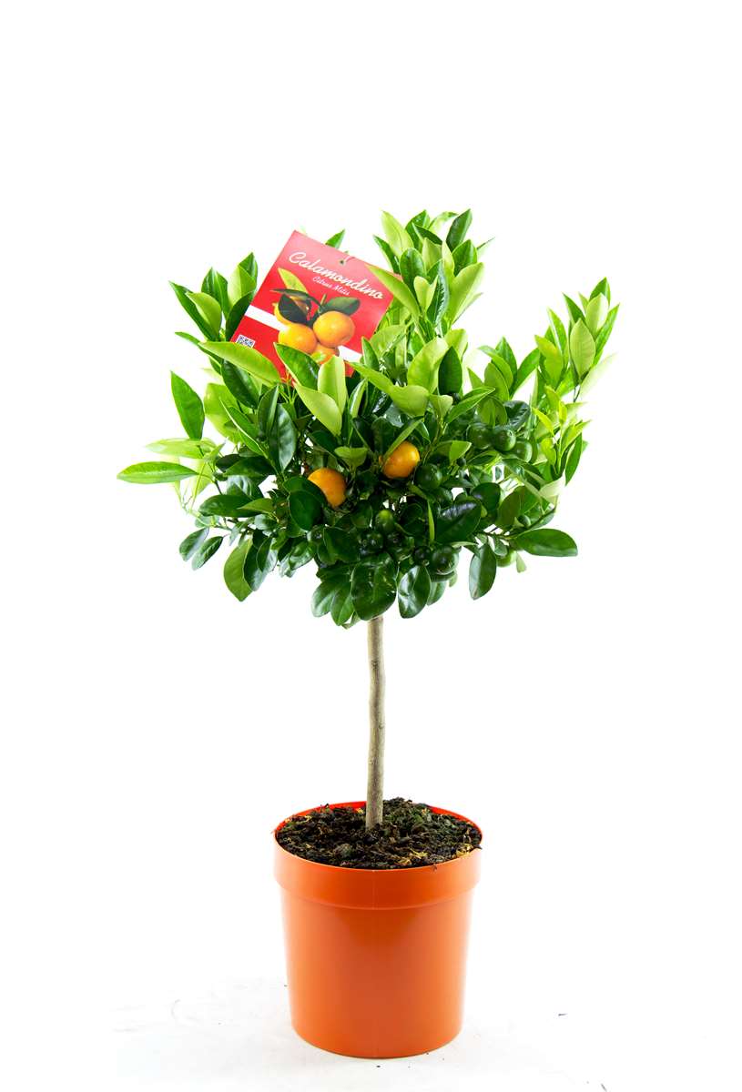 Calamondin Stamm Orange Citrus Mitis 40-50 cm Orangenbaum Calamondino