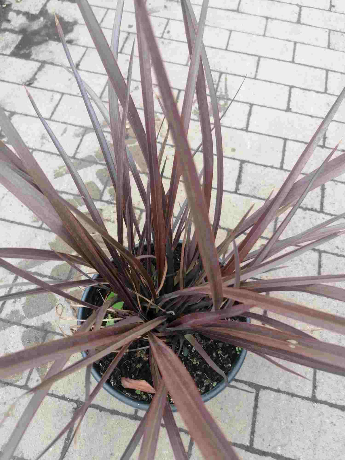 Červený novozélandský len - Phormium Special Red 60-80 cm - Rostlina - Mrazuvzdorná