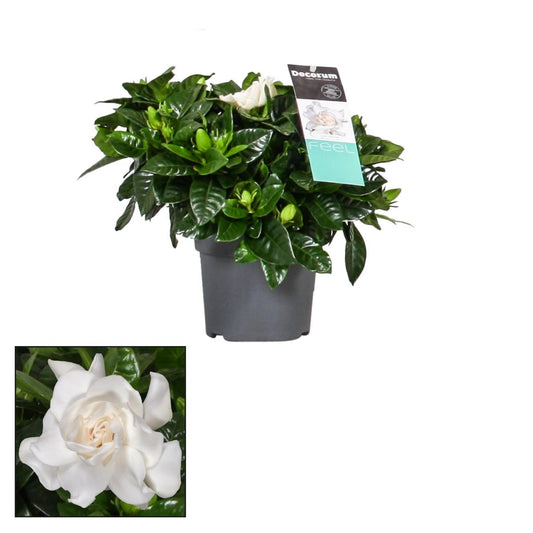 Gardénie - Gardenia jasminoides - pokojová rostlina - silně vonné květy