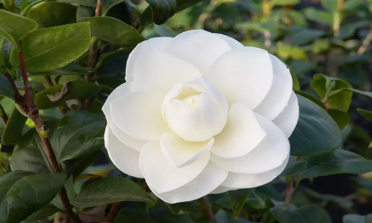 3x Kamélie (Camellia Japonica) v červené, růžové a bílé barvě - Kamélie