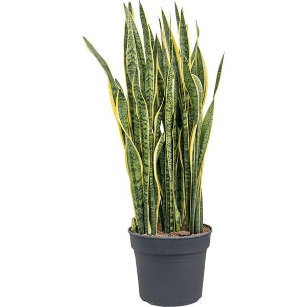 Sansevieria trifasciata Laurentii Bogenhanf  bessere Raumluft Zimmerpflanze