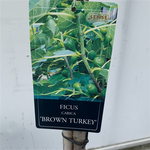 Fíkovník Hnědý krocan stonek 100-120 cm - Ficus carica 'Hnědý krocan' - středně raná odrůda