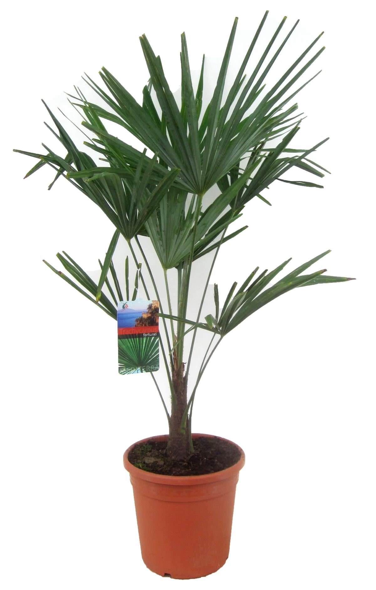 Sonderposten Chinesische Hanfpalme 80-100 cm  Trachycarpus fortunei