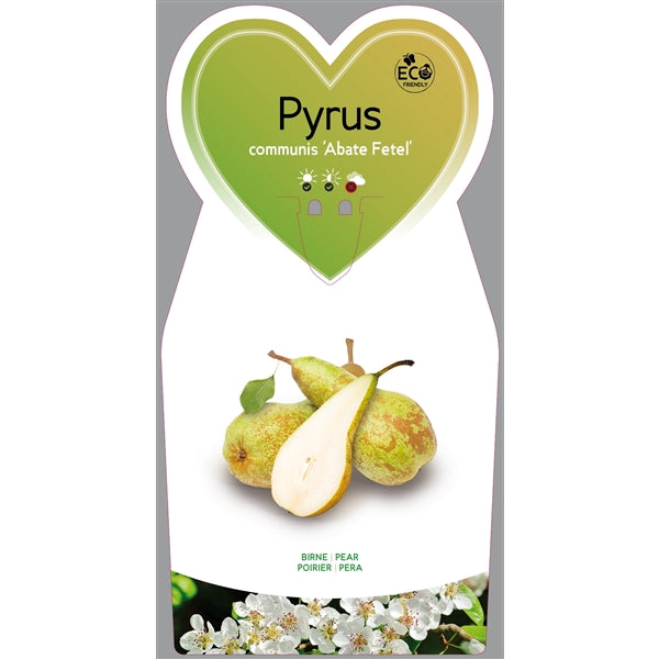 Birnbaum - Pyrus communis 'Abate Fetel' /'Abbé Fétel'