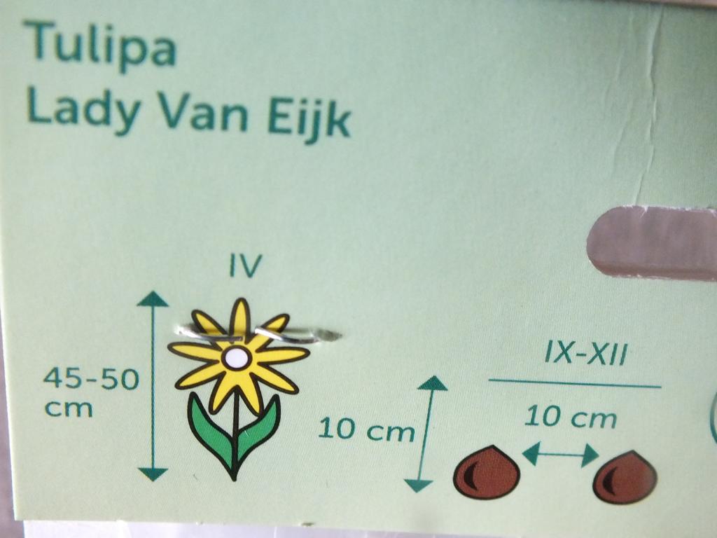 7 x Lady Van Eijk Tulpenzwiebeln - winterharter Pflanzen für Garten und Balkon -mehrjährig - für Topf und Beet