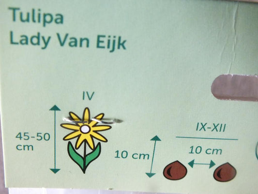 7 x Lady Van Eijk Tulpenzwiebeln - winterharter Pflanzen für Garten und Balkon -mehrjährig - für Topf und Beet