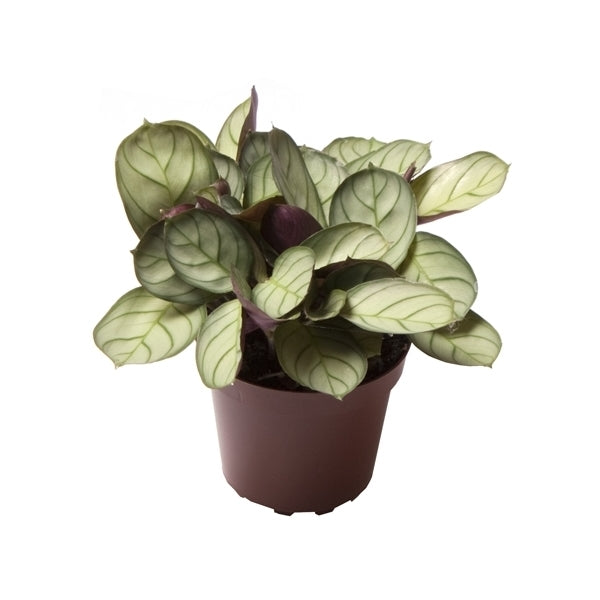 Maranta Leuconeura Amabilis Mint  Korbmarante - Marante -  Zimmerpflanze