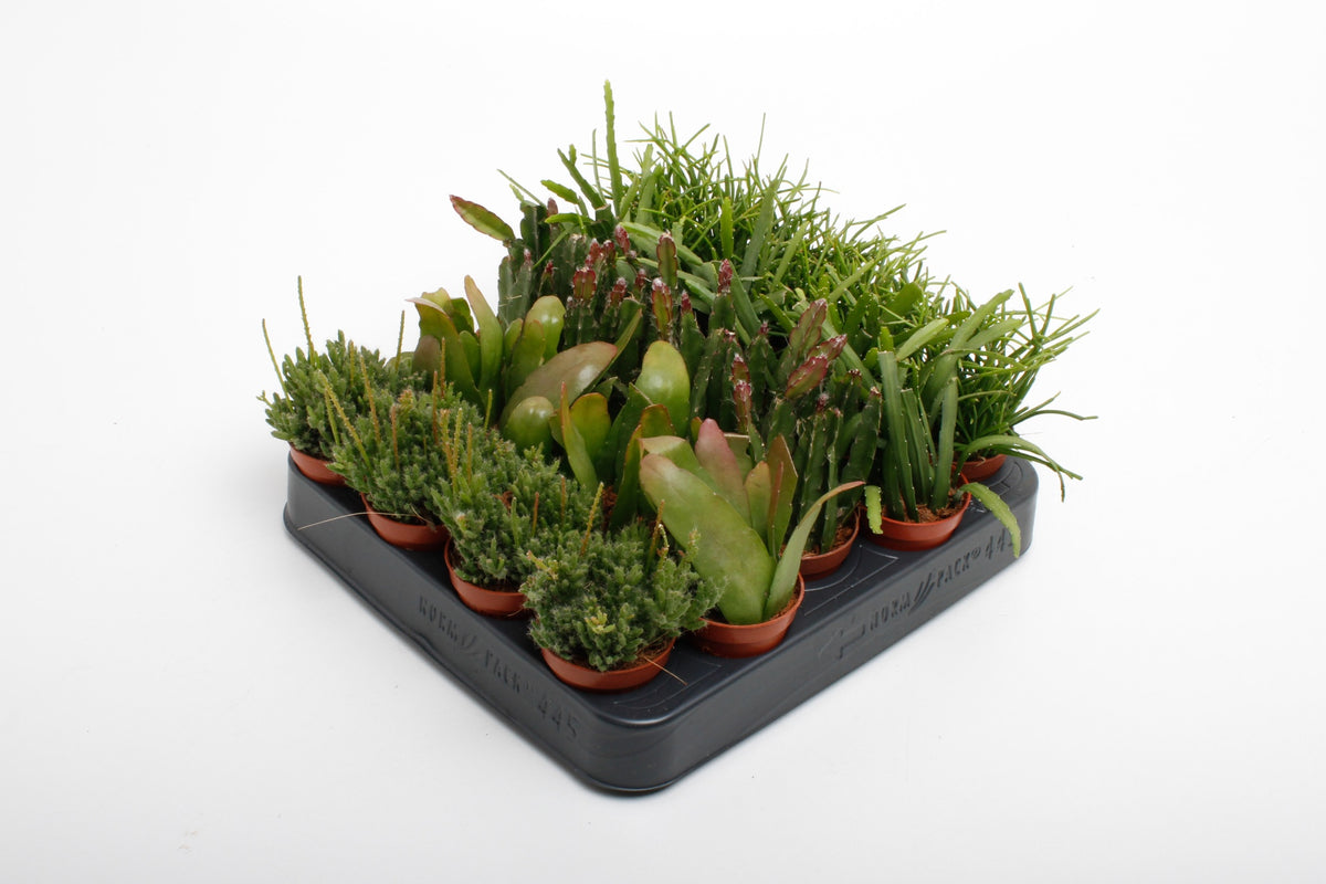 Rhipsalis Cassutha - kaktus říční - korálový kaktus - nenáročná pokojová rostlina