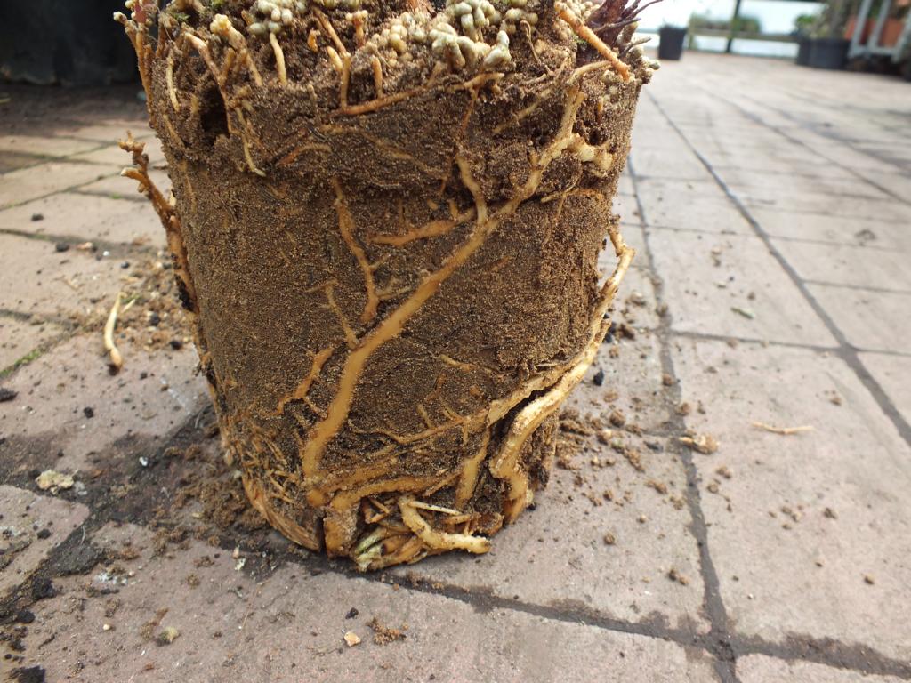 Cykas revoluta, kmen 12-20 cm, plně zakořeněný cykas bez listů