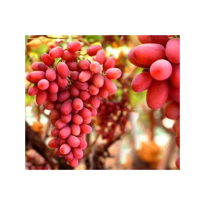 Réva vinná Vitis vinifera Crimson Seedless 180-200 cm Stolní hrozny - křupavé, bezpeckové světle červené hrozny