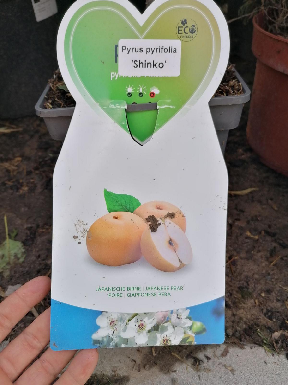 Hruška Nashi Shinko Pyrus pyrifolia Shinko