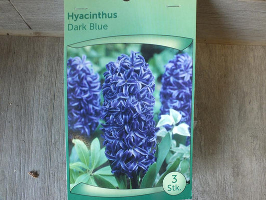 3 Hyacinthus - Hyazinthen Dark Blue Blumenzwiebeln - winterharter Pflanzen für Garten und Balkon -mehrjährig - für Topf und Beet