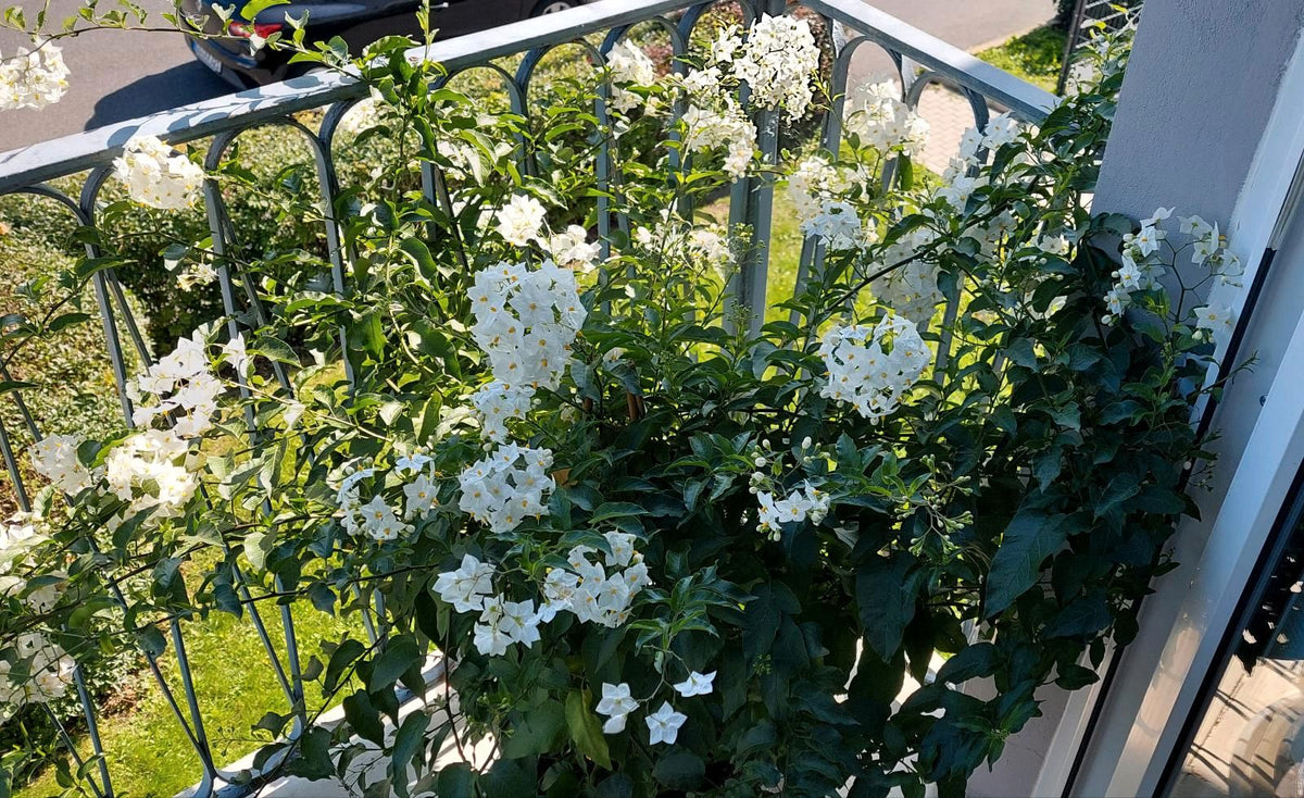 Solanum jasminoides 150-200 cm Lilník jasmínový
