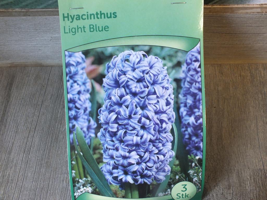 3 Hyacinthus - Hyazinthen Light Blue Blumenzwiebeln - winterharter Pflanzen für Garten und Balkon -mehrjährig - für Topf und Beet