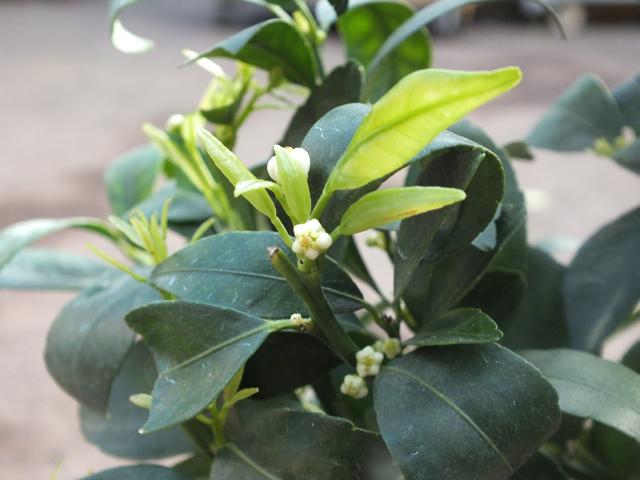 Yuzu hana 60-80 cm -Citrus junos 'Yuzu hana' - japanische Zitrone - frosthart bis -12°C
