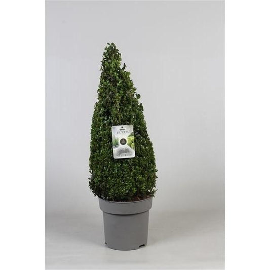 Buchsbaum Pyramide - Kegel 80 cm Buxus sempervirens