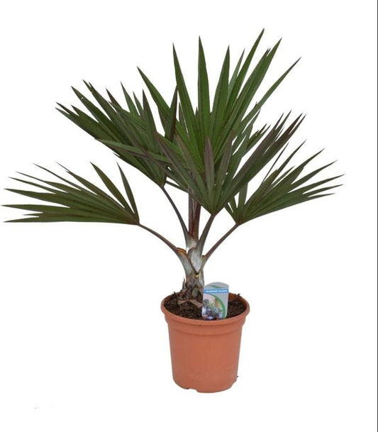Latania lontaroides cca. 100 cm - Red Latania Palm - Fan Palm - Listová rostlina