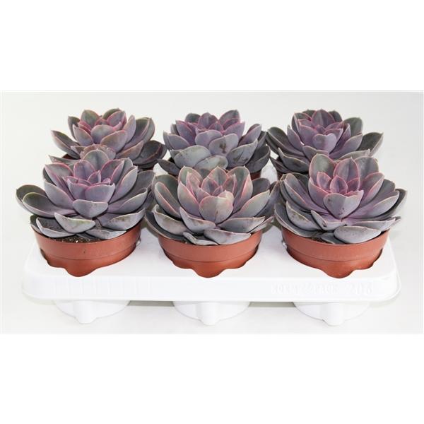 Echeveria 'Pearl of Norimberk' - sukulent - rostlina s tlustými listy - Crassulaceae