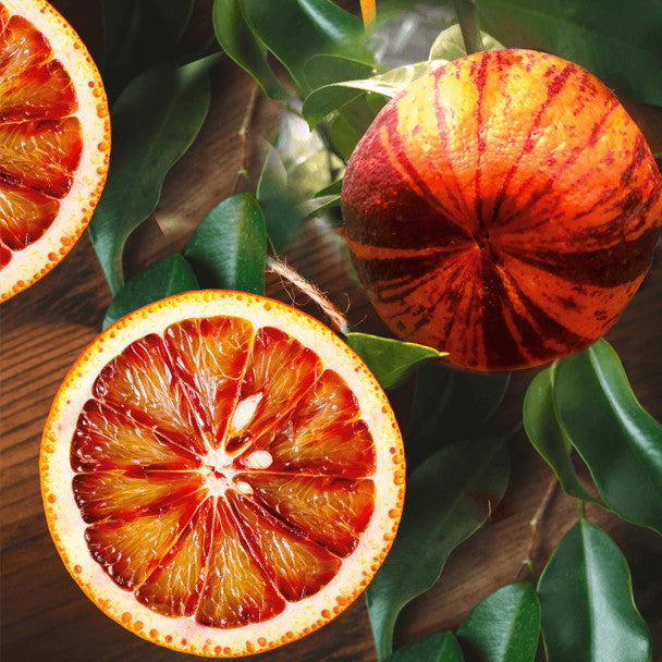 Pomerančovník Arcobal 60-80 cm - Citrus Sinensis 'Arcobal' - Duhově oranžová