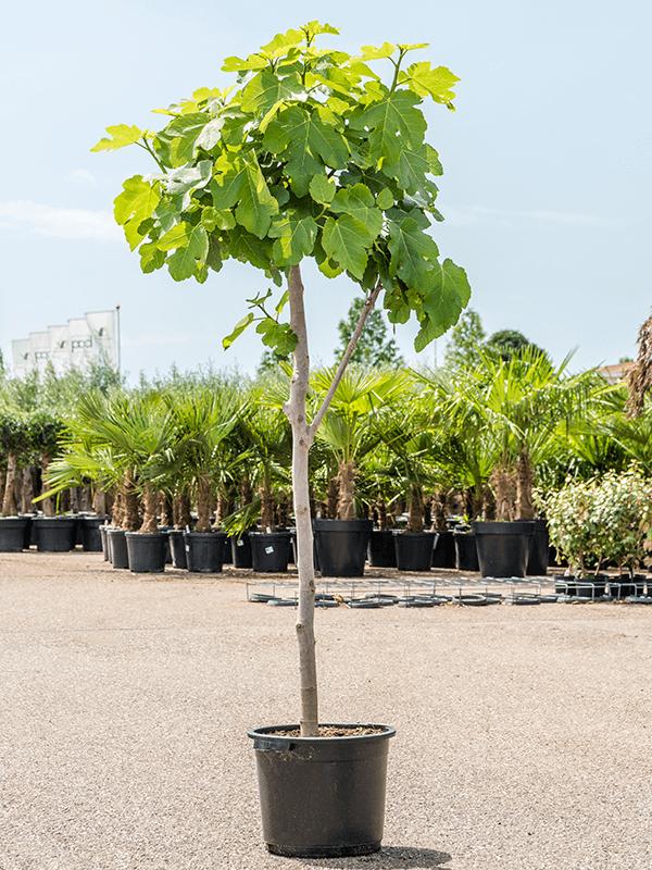 Fíkovník Panache 180-200 cm - Ficus carica - Světlý fíkovník - silný kmen - fíkovník