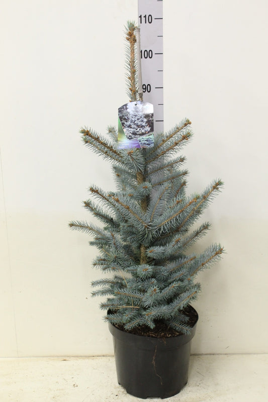 Edith's Blaufichte 'Edith' ca. 100 cm - Picea pungens 'Edith' - Blau-Fichte - extrem frosthart und stadtklimafest