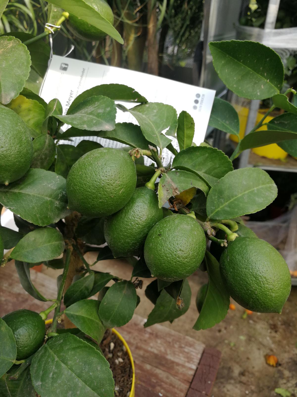 Citroník Meyer -Lisa- 120-140 cm s malými plody, silný kmen Citrus Meyer Lemon