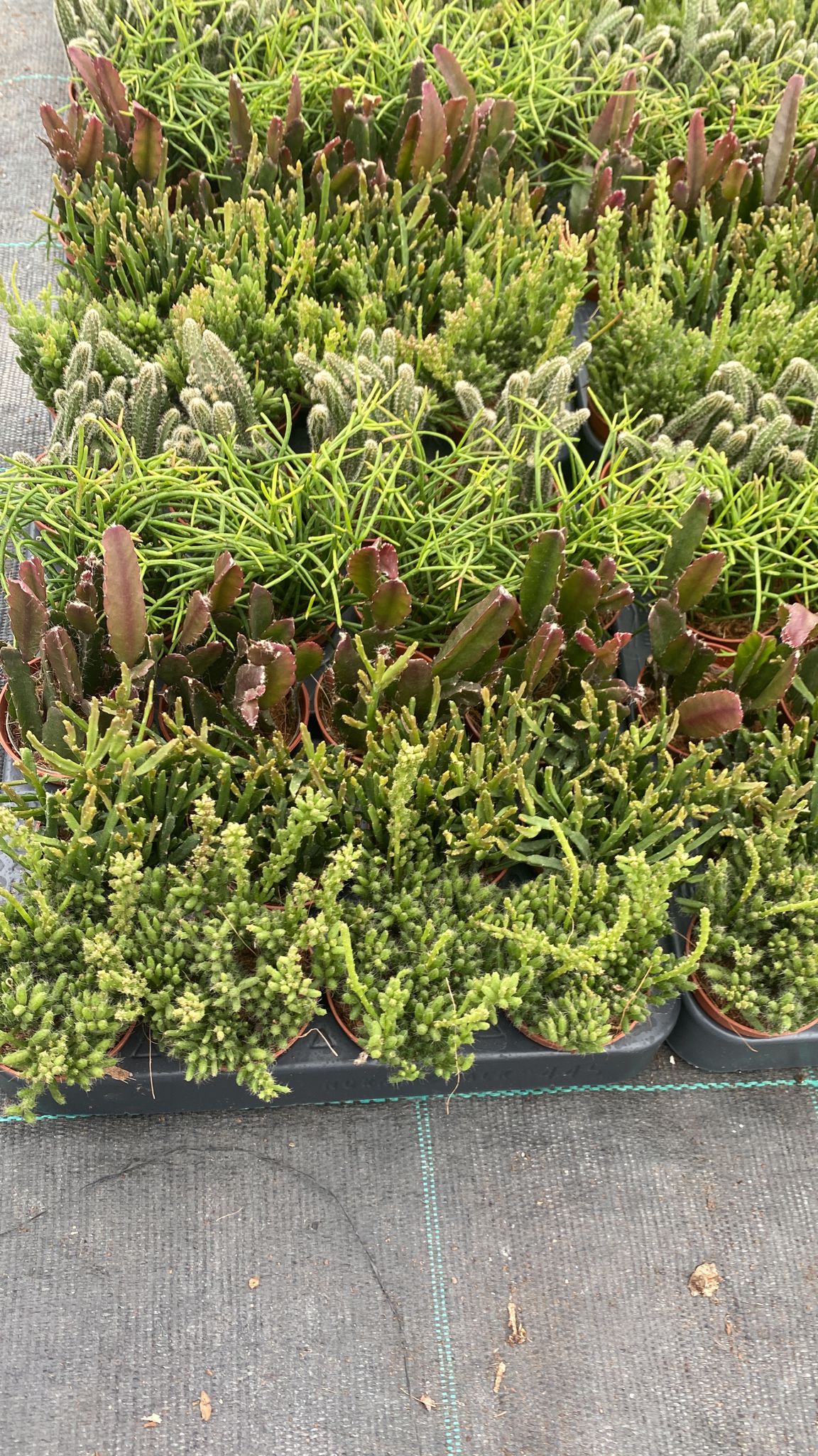 Rhipsalis Cassutha - kaktus říční - korálový kaktus - nenáročná pokojová rostlina