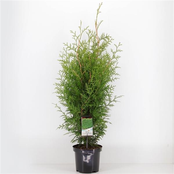 10 kusů Arborvitae Brabant 100-120 cm - Thuja occidentalis Brabant - živý plot - jehličnany