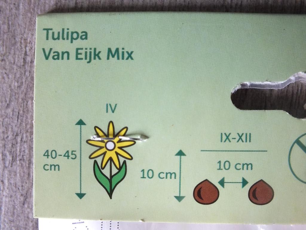 7 x Van Eijk Mix Tulpenzwiebeln - winterharter Pflanzen für Garten und Balkon -mehrjährig - für Topf und Beet