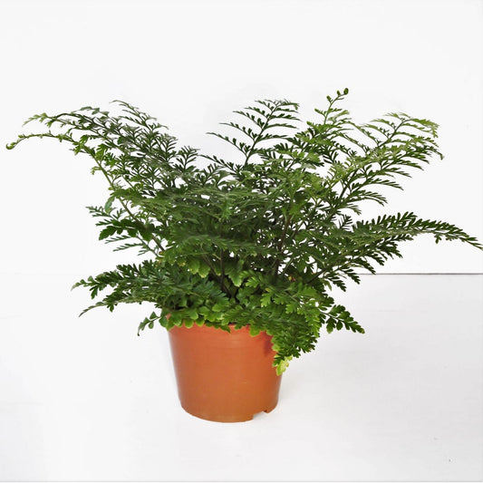 Asplenium „Parvati“ Nestfarn – Streifenfarn Zimmerpflanze | Pflegeleichte Grünpflanze ca. 25 cm | Farn für Wohnung & Büro