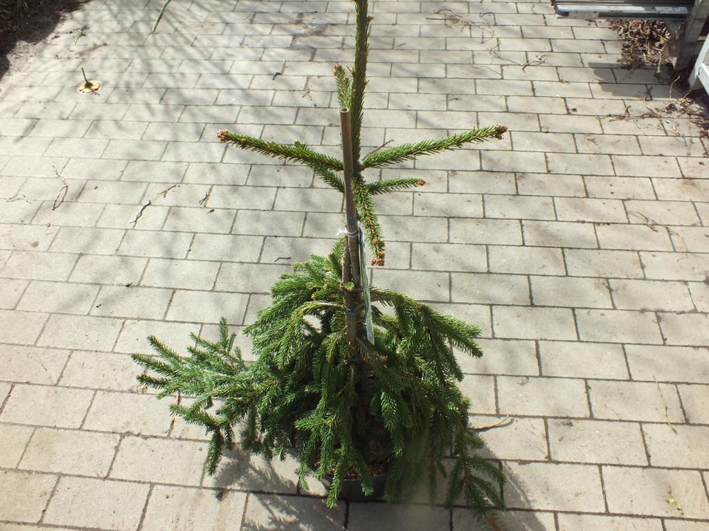 Trauer-Hängefichte ca. 100 cm - Picea abies 'Inversa' - säulenförmiger Wuchs - langsam wachsender Kleinbaum