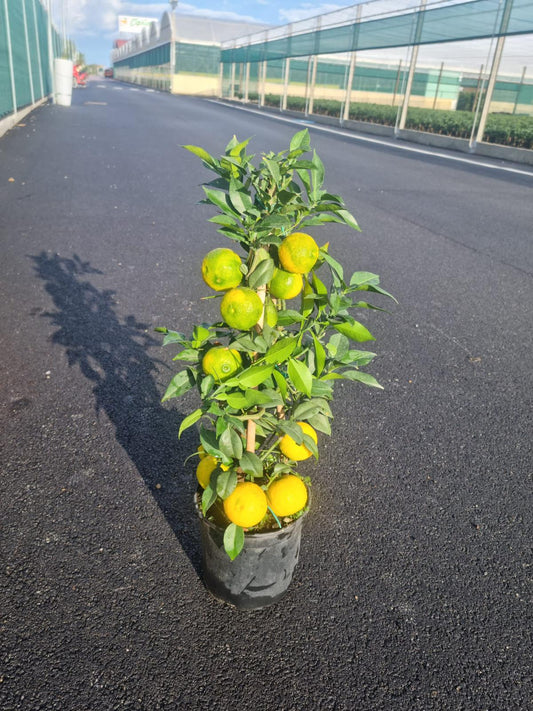 Citrus x junos - Yuzu 50-70 cm S PLODY - Mrazuvzdorná odrůda citrusů do -12°C - roubovaná