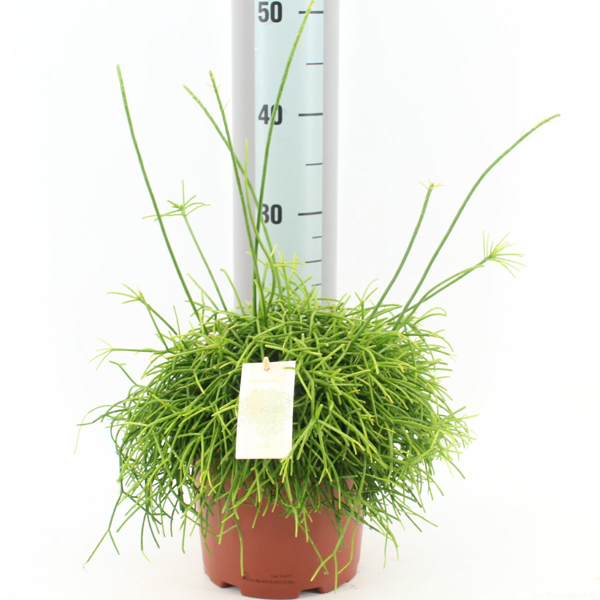 Rhipsalis Cassutha - kaktus říční - korálový kaktus - nenáročná pokojová rostlina