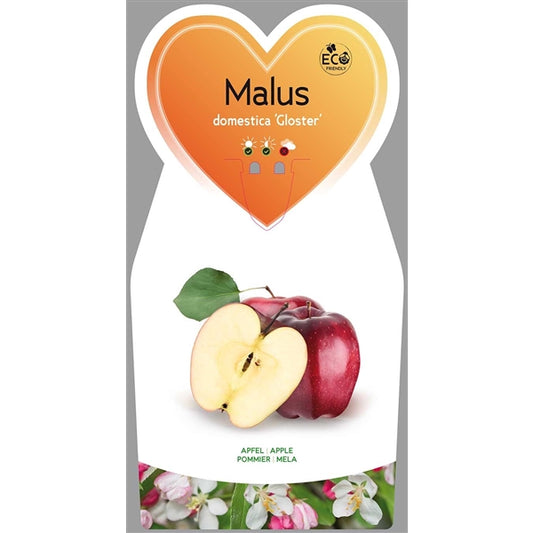 Malus domestica Gloster (69) - Winterapfel - Apfelbaum