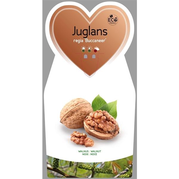 Juglans regia Buccaneer Veredelung  - Walnussbaum - Gemeine Walnuss