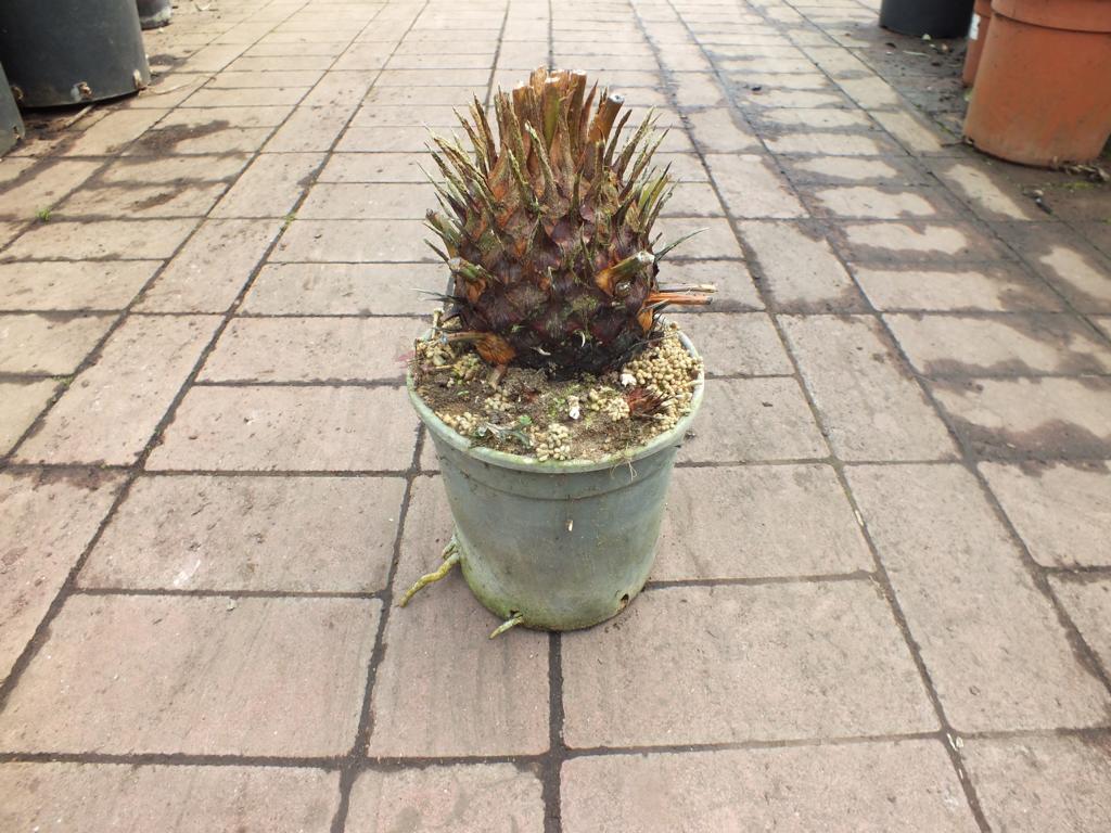 Cykas revoluta, kmen 12-20 cm, plně zakořeněný cykas bez listů