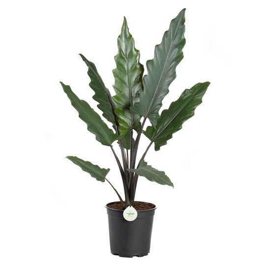 Alocasia Lauterbachiana - Šírovec - Pokojová rostlina - Listnatá rostlina
